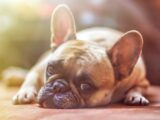 Den komplette guide til mundkurve til hunde og hvordan de kan hjælpe med at forhindre kvælning, bid og andre problemer