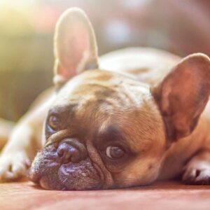 Den komplette guide til mundkurve til hunde og hvordan de kan hjælpe med at forhindre kvælning, bid og andre problemer